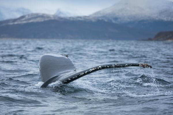 Humpback whale, Skjervøy